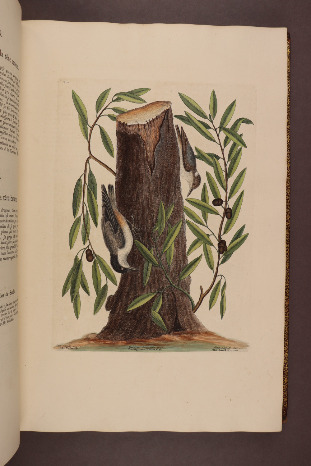 Plate 22